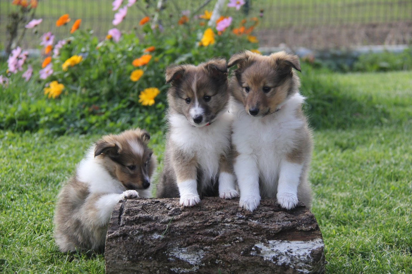 Chiots Laa-Laa x Rusty 2025