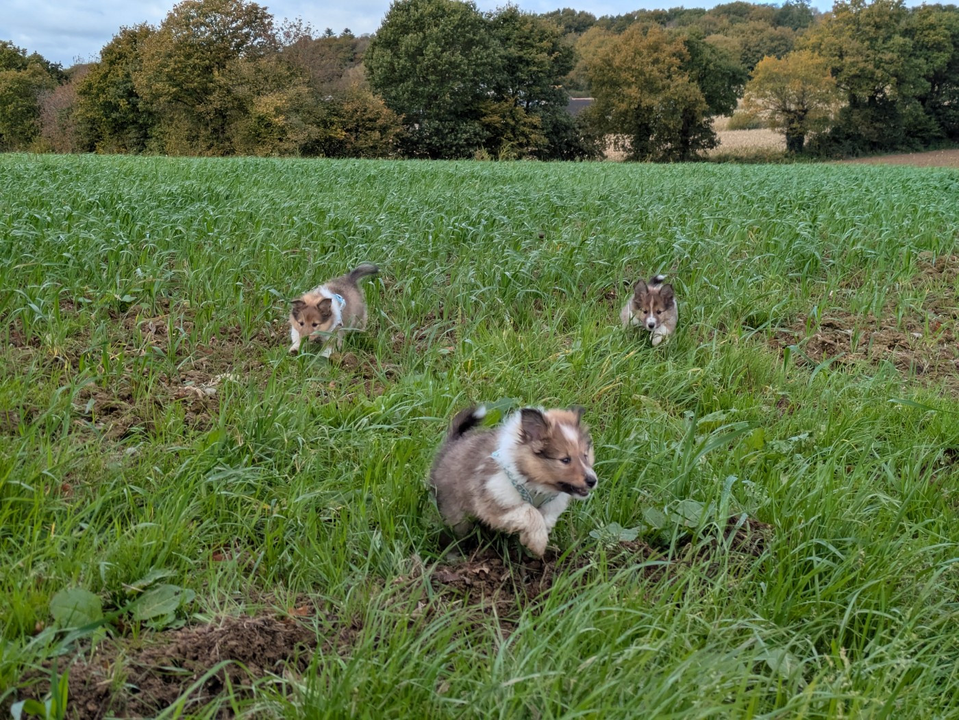 Des Tresors Du Gouet - Shetland Sheepdog - Portée née le 06/09/2025