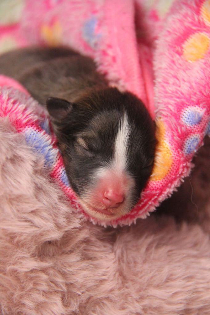 Des Tresors Du Gouet - Chiots disponibles - Shetland Sheepdog