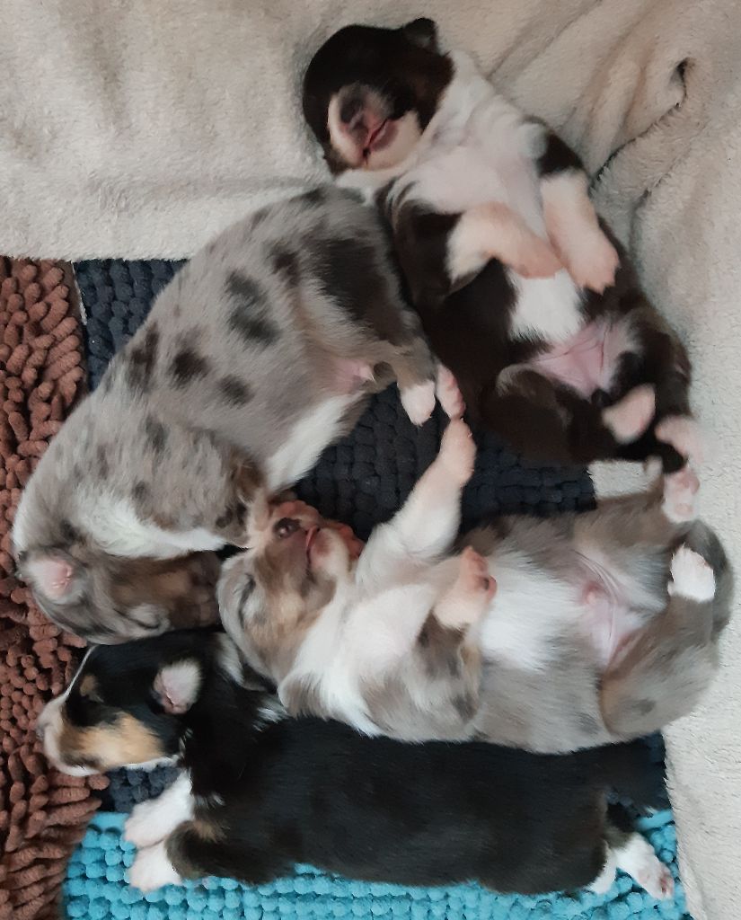 Des Tresors Du Gouet - Shetland Sheepdog - Portée née le 04/06/2023