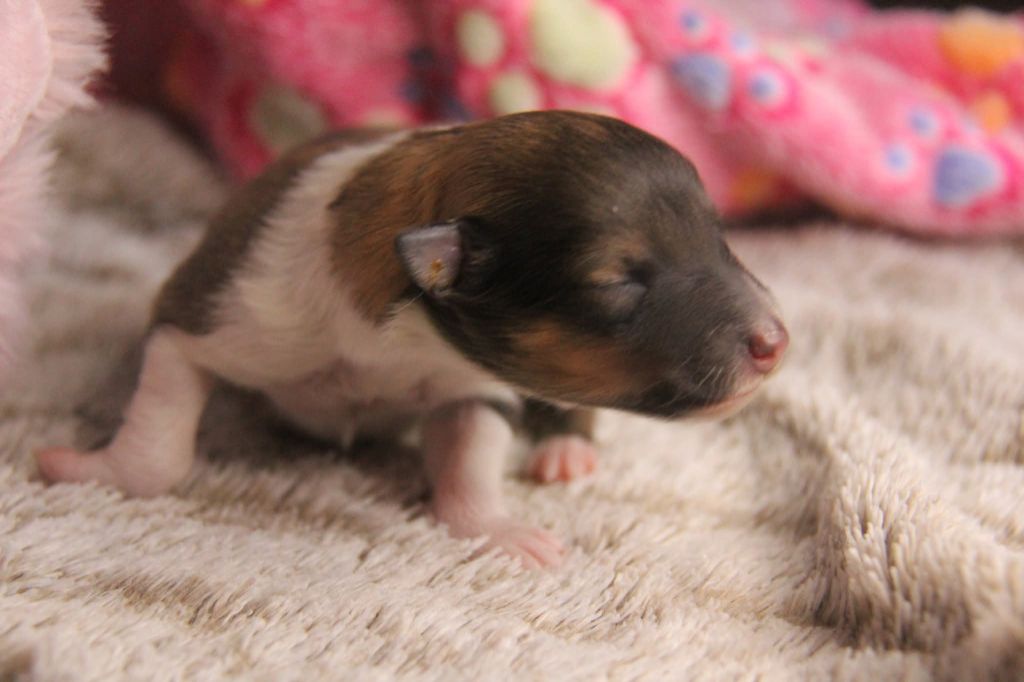 Des Tresors Du Gouet - Chiots disponibles - Shetland Sheepdog