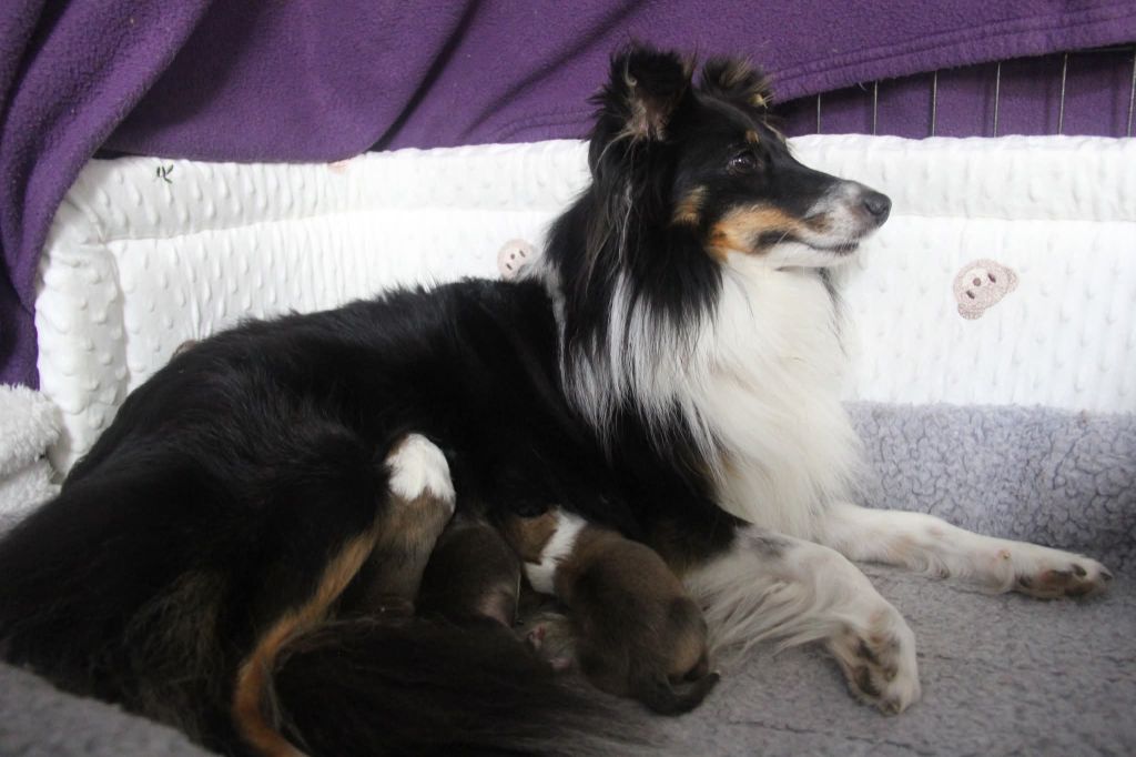Chiot Shetland Sheepdog Des Tresors Du Gouet