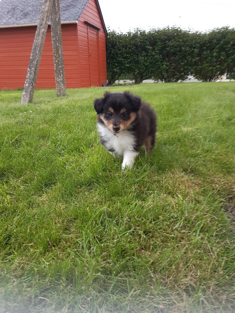 Des Tresors Du Gouet - Shetland Sheepdog - Portée née le 15/06/2021